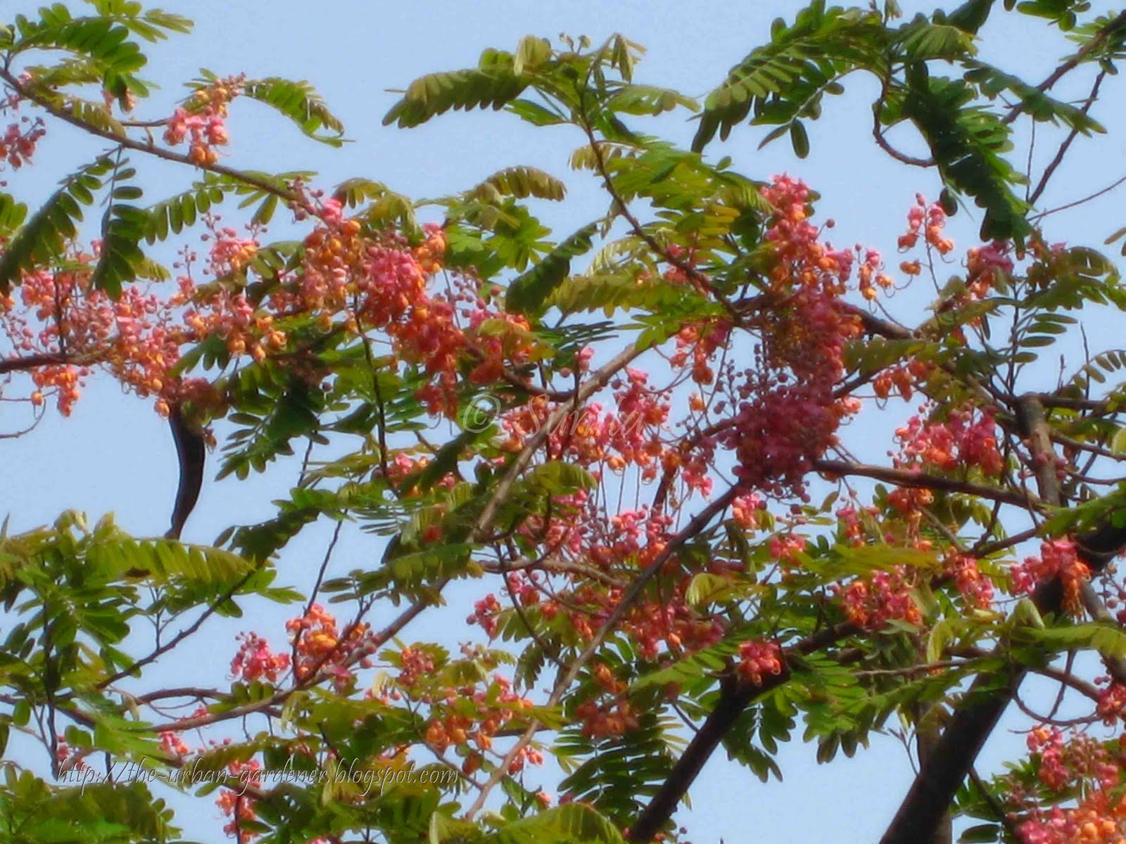 Summer Flower Summer Flowering Trees